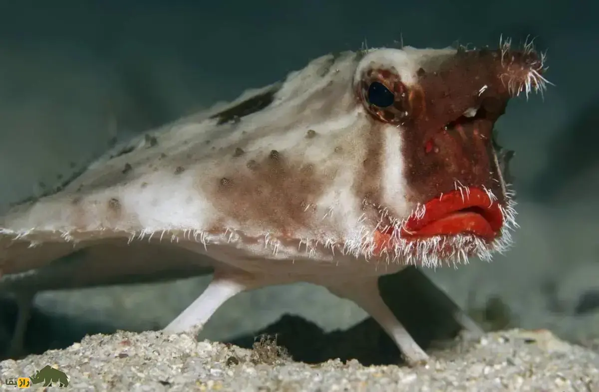 خفاش‌ماهی لب‌قرمز؛ ماهی شبیه موجودات فضایی با بدن مثلثی و لب‌های قرمز و براق که شنا کردن بلد نیست و کف دریا راه می‌رود