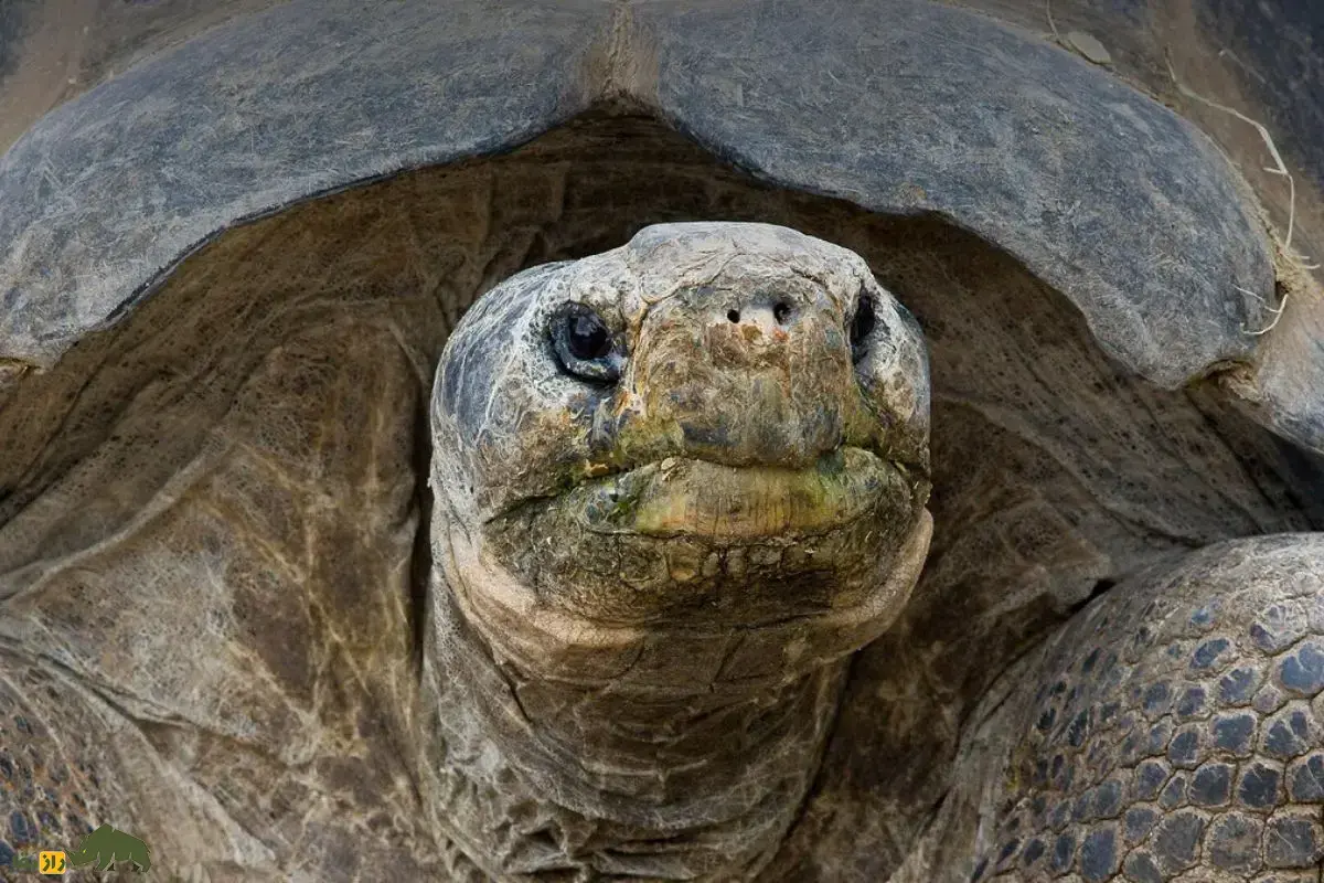 گراما؛ لاک‌پشت ۱۴۱ ساله و شاهد زنده تاریخ معروف به «ملکه باغ وحش» که دو جنگ جهانی و ۲۰ رئیس جمهور آمریکا را دید و درگذشت