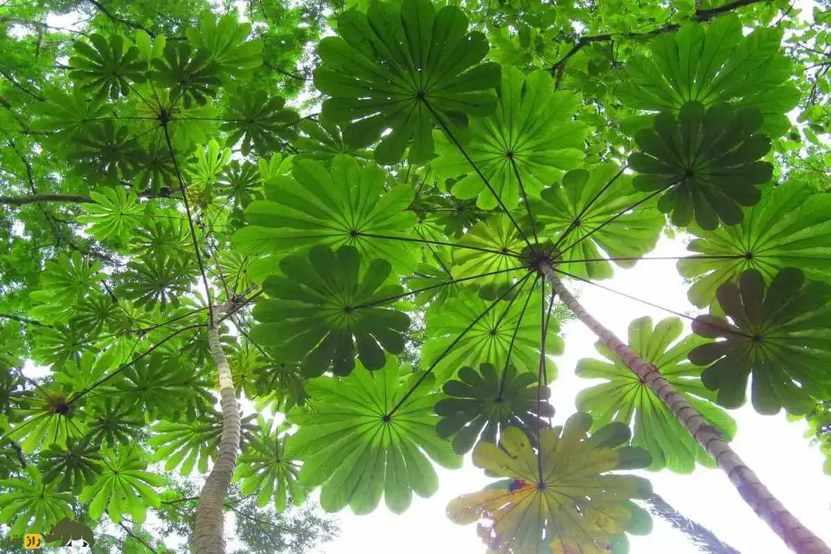 سروپیا؛ درخت اسرارآمیز با تنه توخالی که لانه زنده مورچه‌هاست، باران را پیش‌بینی می‌کند و از آن نی و طبل می‌سازند