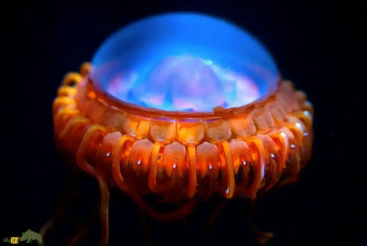 ژله‌ماهی آتولا؛ عروس دریایی شبیه سفینه‌های فضایی با شاخک‌های بلند که مانند لامپ روشن می‌شود و هنگام تهدید رنگش از بین می‌رود