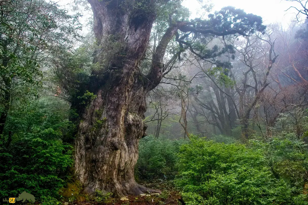 جومون سوگی؛ کهن‌ترین درخت سرو ژاپنی و شبیه سنگ با ۷۰۰۰ سال عمر که هیچ دانه‌ای تولید نمی‌کند و تا آخر عمر زنده می‌ماند