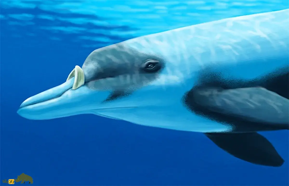 نوک‌نهنگ لایارد یا دندان‌بلند؛ نهنگی با دندان‌هایی شبیه عاج فیل، قد ۶ متری و وزن ۱۰۰۰ کیلویی که زندگی مخفی دارد و کمتر دیده می‌شود