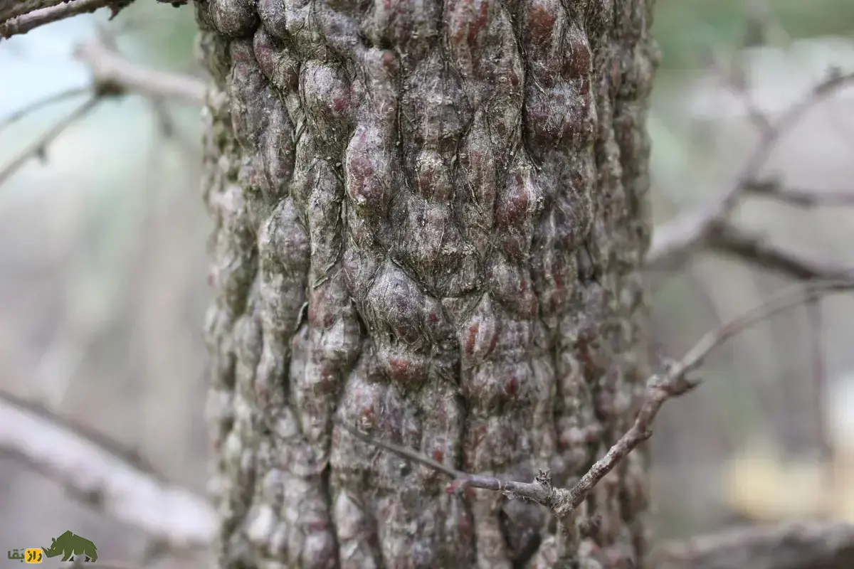 درخت فیل؛ درختی کوچک شبیه بونسای که تنه‌اش بسیار عجیب و شبیه پای فیل است و برای مدت چندماه آب ذخیره می‌کند