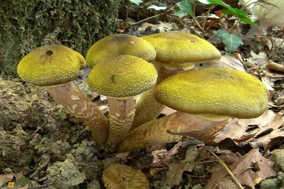 قارچ عسلی؛ قدیمی‌ترین موجود زنده جهان با ۱۰ هزار سال عمر که در جنگل‌های هیرکانی وجود دارد و دشمن ویروس‌های انسان است