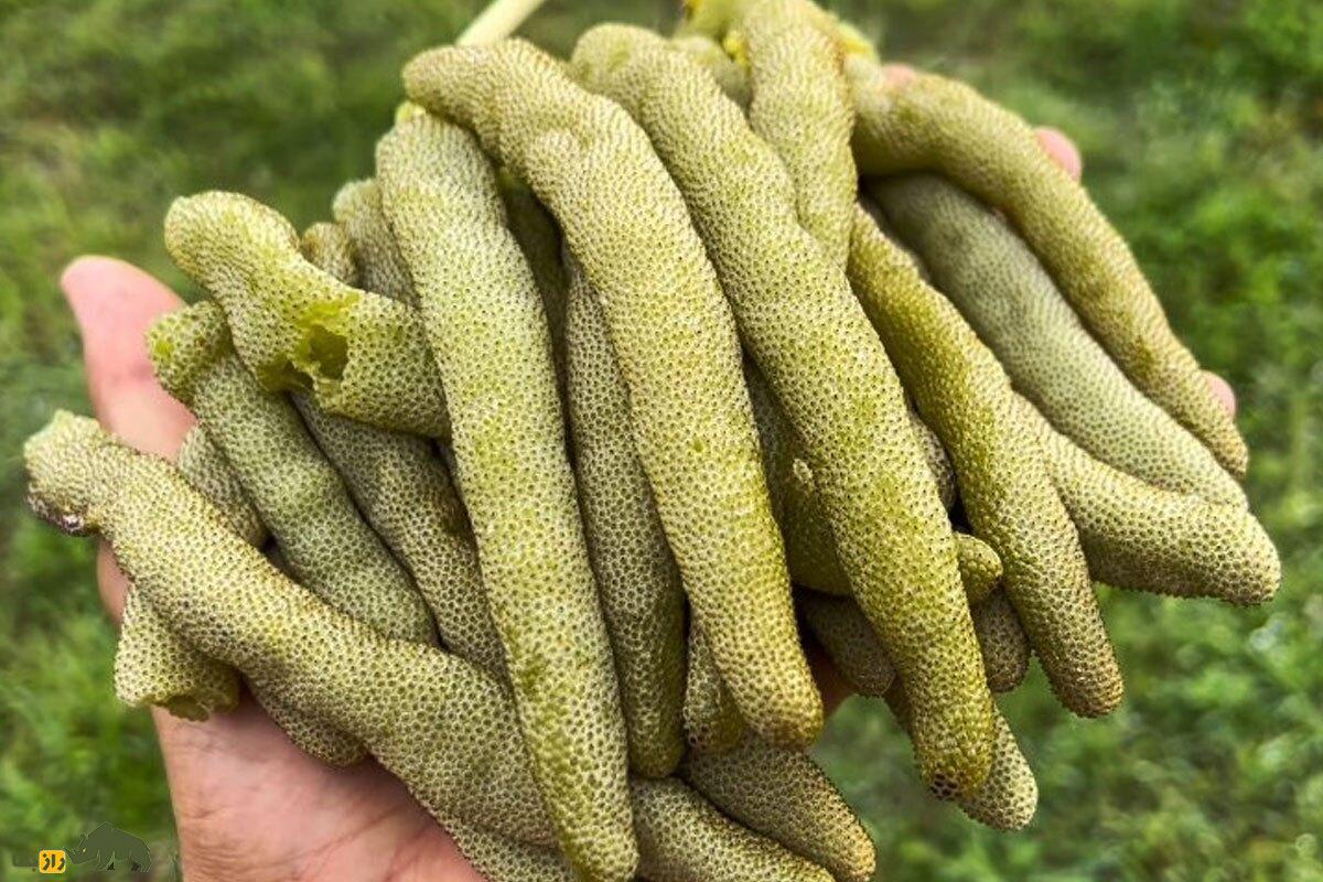 میوه سروپیا؛ میوه استوایی کمیابی که شبیه انگشتان انسان است و طعمی شبیه ترکیب موز و انجیر دارد