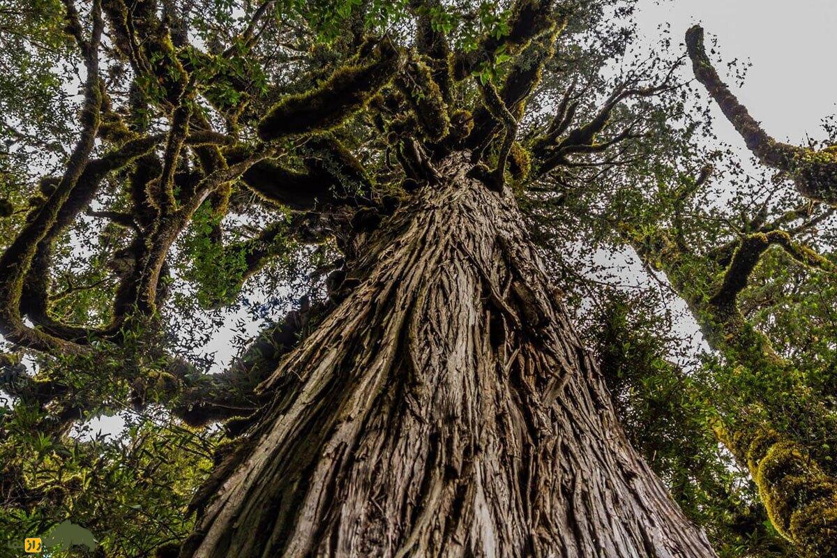 درخت پدربزرگ؛ یکی از قدیمی‌ترین موجودات زنده تاریخ با ۵۴۰۰ سال سن که به «آرشیو زنده» معروف است و مردم شیلی آن را مقدس می‌دانند