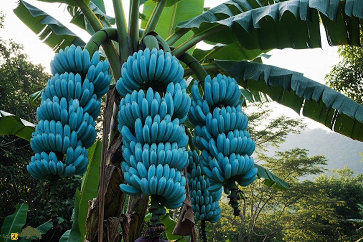 موز آبی جاوا؛ موز معروف به «موز بستنی» با پوست آبی که بافت خامه‌ای شبیه به بستنی دارد و روی زمین آهسته حرکت می‌کند!