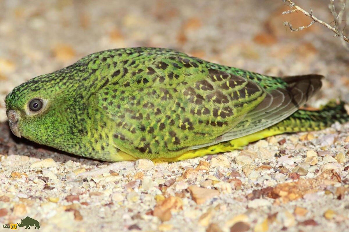 طوطی شب؛ پرنده معروف به «طوطی خارپشتی» و مرموزترین پرنده استرالیا که زندگی شبانه دارد و به مدت چند دهه زندگی مخفیانه داشت