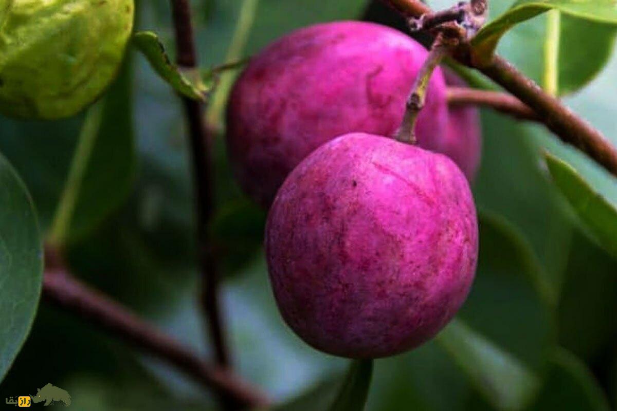 آلوی کاکائو؛ کم‌یاب‌ترین میوه دنیا شبیه آلو که در باغ‌های گرمسیری و سواحل ایران قابل کاشت است و با میوه‌اش مربا و ژله می‌سازند