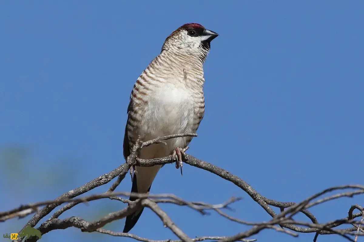سهره کله‌آلویی؛ سهره آلبالویی‌ رنگ با پر‌های خط‌دار که استاد تشخیص کیفیت دانه‌هاست و تا مدت‌ها بدون آب زنده می‌ماند