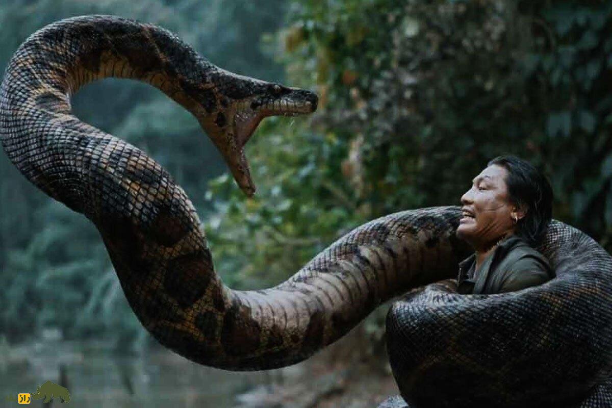 کشف راز شگفت‌انگیز مار‌های غول‌پیکر؛ چرا مارهای آناکوندا‌ طی تکامل و در طول ۱۲ میلیون سال کوچک نشده‌اند؟