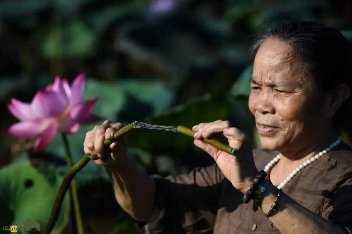 ابریشم لوتوس؛ نادرترین و لوکس‌ترین پارچه جهان که از گیاه نیلوفرآبی بافته می‌شود و هر متر آن تا ۸۸ میلیون تومان قیمت دارد