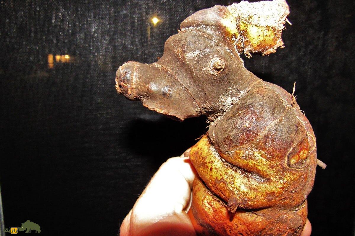 خَلَنگ درختی؛ درختی که چوب آن در شصت سالگی برداشت می‌شود و در آتش نمی‌سوزد و با آن پیپ‌های کلکسیونی ۶ میلیارد تومانی می‌سازند