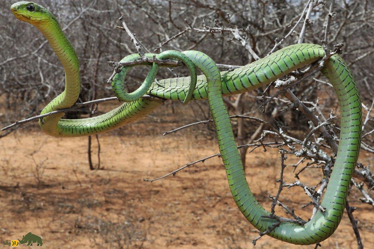 بوْم‌سلنگ؛ مار زهرآگین آفریقایی با طول ۲ متر که شکارچی آفتاب‌پرست و مارمولک است و روی درخت‌های جنگل پرواز می‌کند!