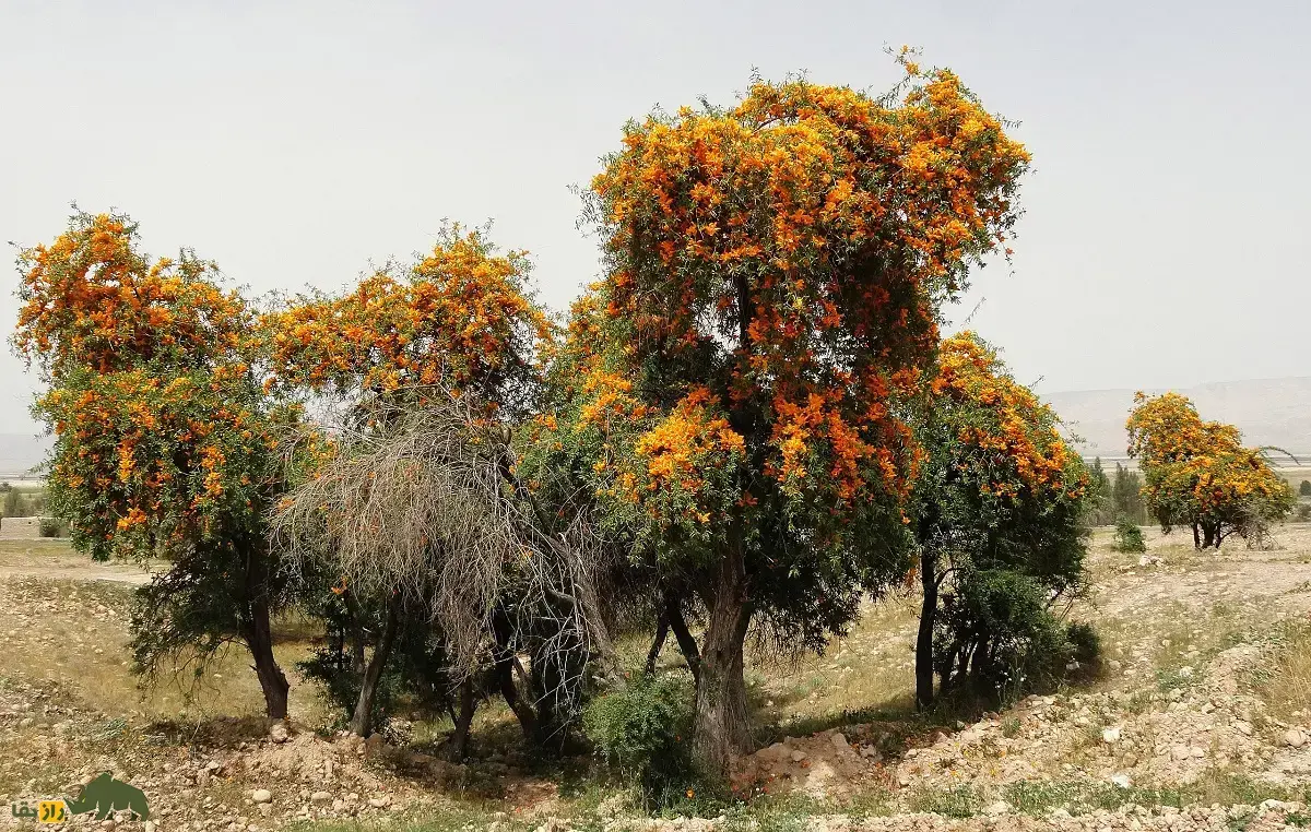انار شیطان؛ درخت معروف به «بازمانده کویر» که بیابان‌های خشک را آباد می‌کند و مردم سیستان و بلوچستان از آن قنداق تفنگ می‌ساختند