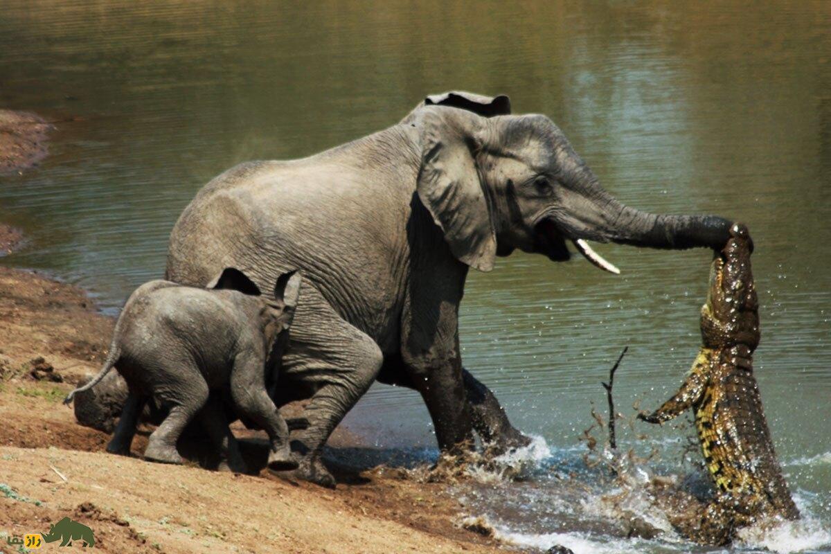فیلمی که برای اولین بار ضبط شد؛ صحنه تکه پاره کردن هولناک کروکودیل غول‌پیکر توسط فیل ماده عصبانی!