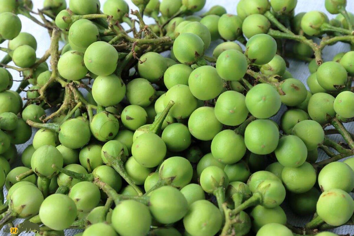 آلوی بوقلمون؛ کوچکترین بادنجان جهان که شبیه خوشه انگور است، آب کمی می‌خواهد و کشت آن در ایران سود اقتصادی بالایی دارد