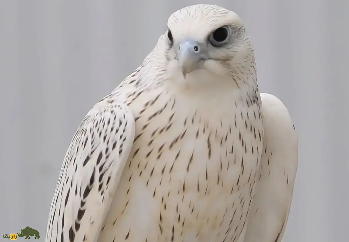 شاهین فوق سفید آمریکایی؛ گران‌ترین شاهین جهان با رنگ سفید و بسیار کمیاب که در ابوظبی ۳۴ میلیارد تومان معامله شد