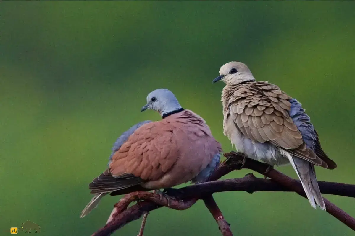 یاکریم طوقی؛ کبوتری سرخ رنگ با صدای «هوهو» که خیلی زود دست آموز می‌شود و در برخی مناطق ایران آن را می‌خورند!