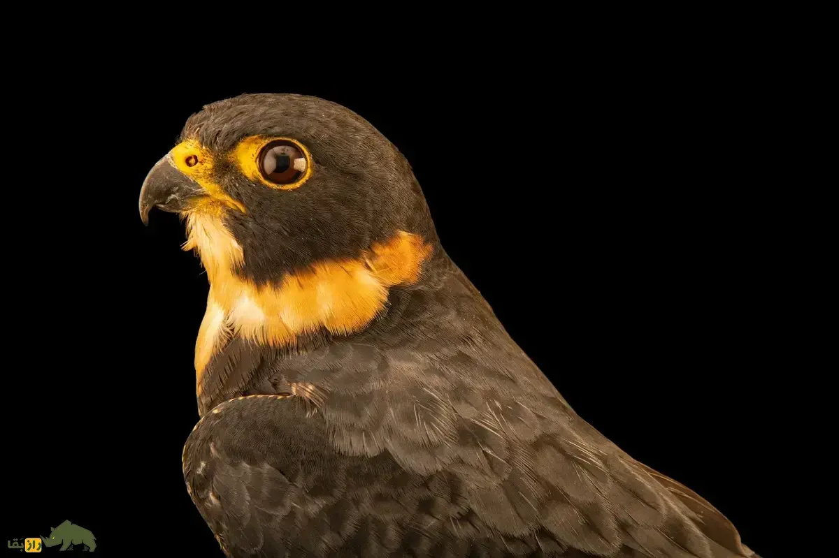 شاهین خفاشی؛ شاهین کوچک با ۱۷۰ گرم وزن که هنگام غروب و به صورت گروهی شکار می‌کند و عاشق گوشت خفاش است!