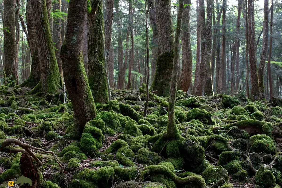 جنگل خودکشی؛ جنگلی در ژاپن معروف به «دریای درختان» که محبوب‌ترین مکان دنیا برای خودکشی است و ارواح سرگردان در آن پرسه می‌زنند