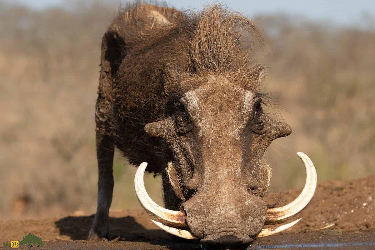 گراز زگیل‌دار؛ گراز وحشی با عاج‌های خمیده ۳۰ سانتیمتری و یال‌هایی شبیه اسب که روی سرش چهار زگیل دارد و همیشه گرسنه است!