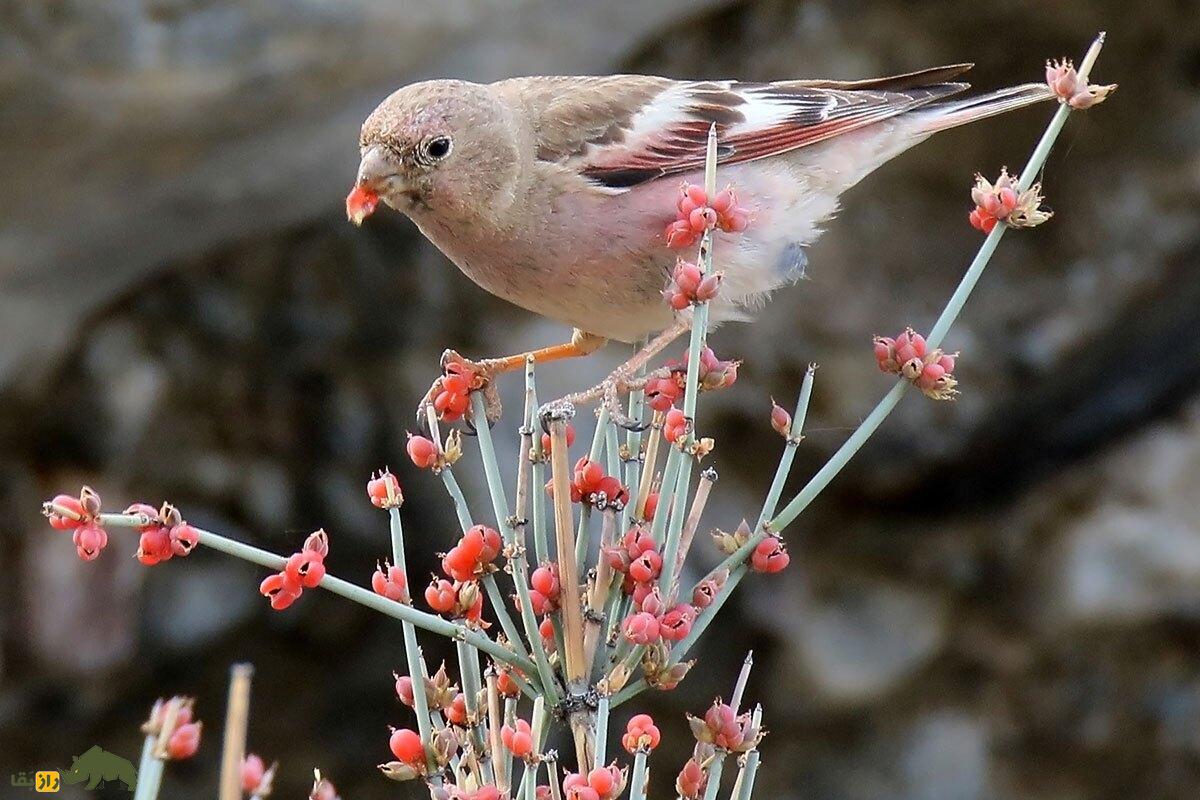 سهره مغولی؛ پرنده‌ای مقاوم و بومی ایران با آوازی وهمناک که به «سهره دشت‌های خشک» معروف است و در اسارت قابل نگهداری است