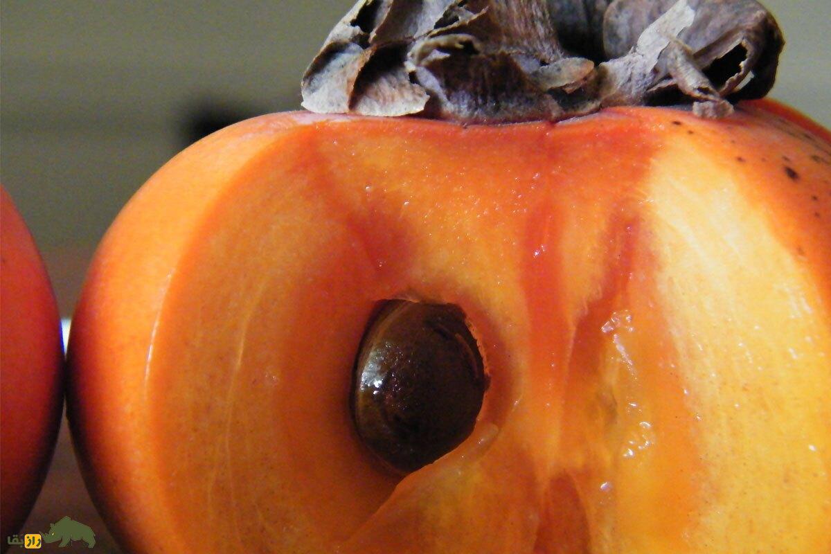 چرا بعضی خرمالو‌ها هسته‌ دارند و آیا می‌شود خرمالو را از طریق همان هسته پروش داد؟