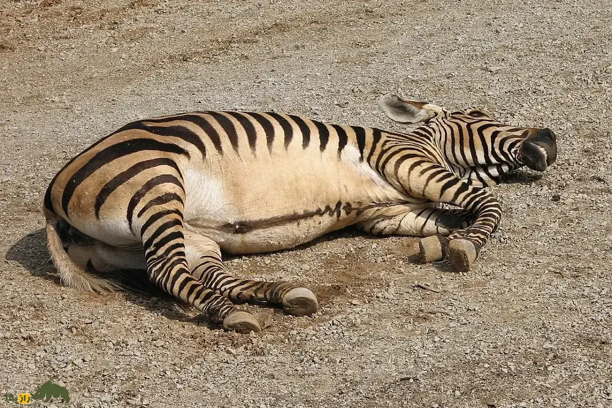 گورخر کوهی؛ گورخری که غبغب دارد و صدایش شبیه صدای سگ است و مانند بز کوهی از صخره بالا می‌رود!