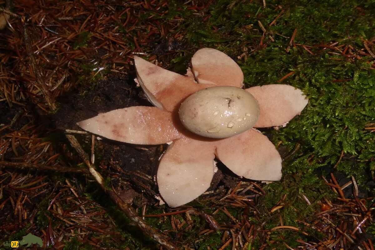 قارچ ستاره زمینی؛ ستاره قرمز جنگل‌های هیرکانی ایران که از یک توپ کوچک به ستاره‌ای خیره‌کننده تبدیل می‌شود