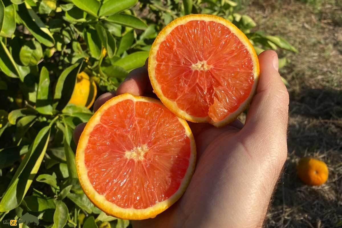 پرتقال کارا کارا؛ پرتقال ناف‌دار کمیاب با گوشتی صورتی‌–قرمز که به‌دلیل طعم شیرین و رنگ زیبایش ارزش اقتصادی بالایی دارد