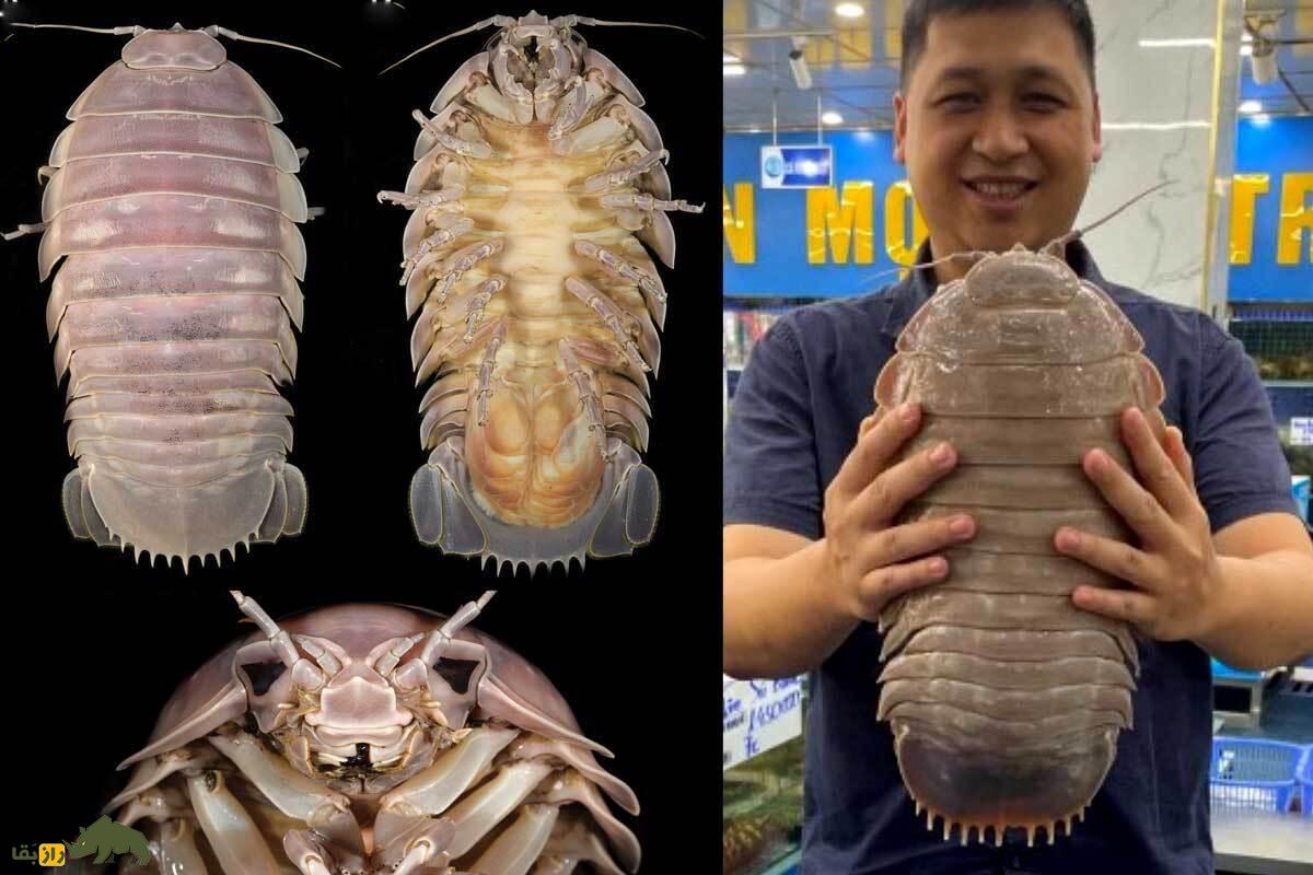 جورپای بزرگ؛ موجود ترسناک اعماق دریا مشهور به جاروبرقی که ۵ سال بدون غذا زنده می‌ماند و چینی‌ها برای گوشتش سر و دست می‌شکنند!