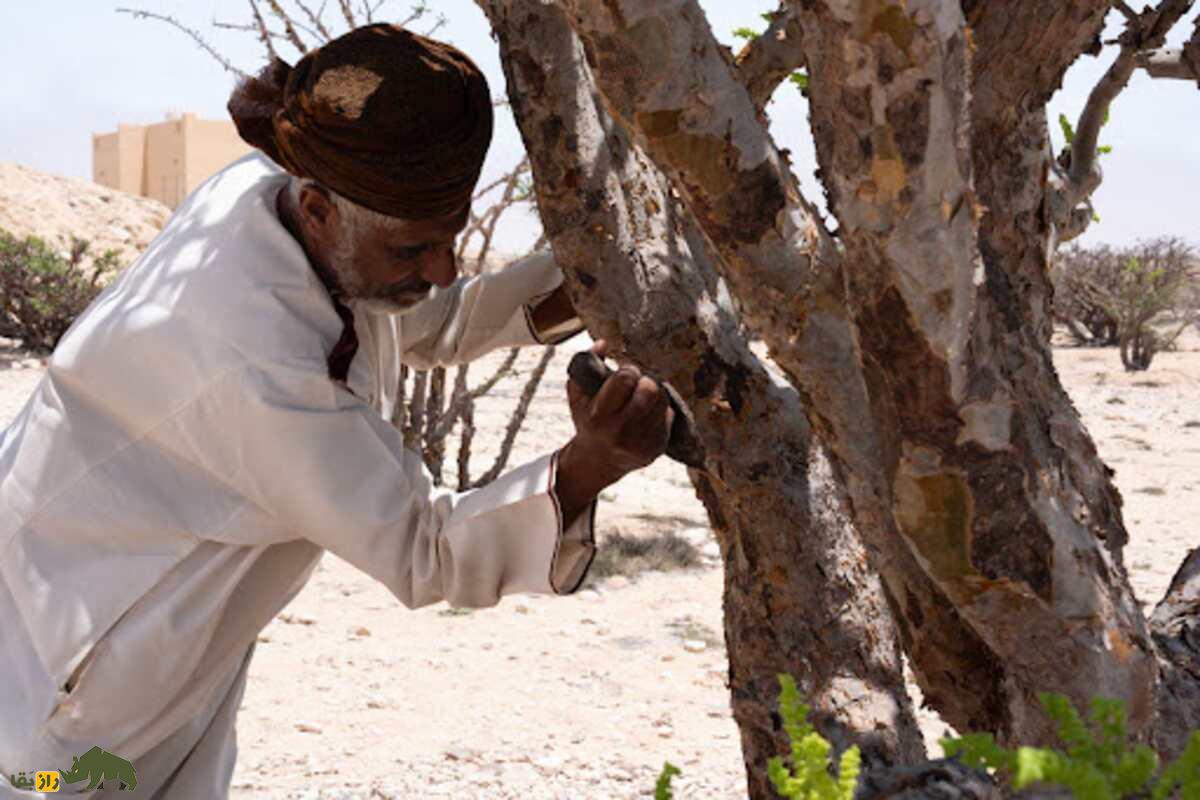 کندر عمانی؛ درخت «اشکِ مقدس» که ماده‌ای کمیاب با خواص درمانی قوی و شفابخش از تنه‌اش استخراج می‌شود و مارها را از خانه دور می‌کند