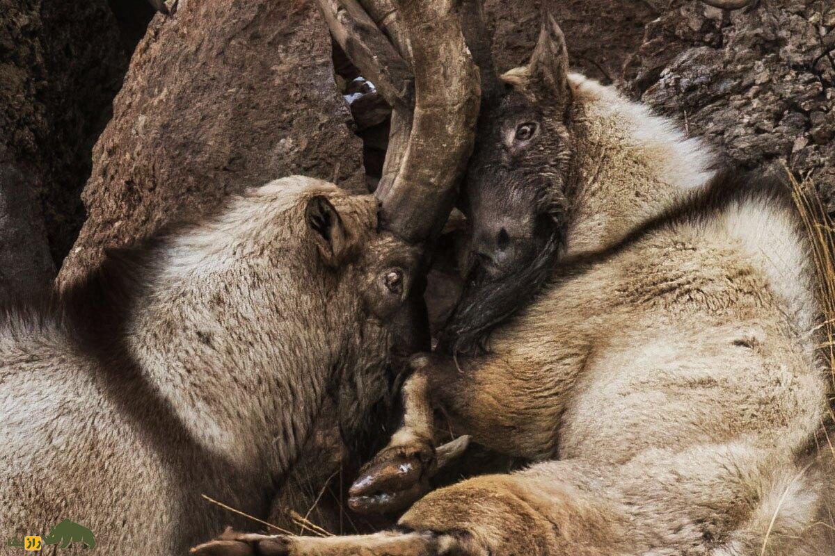 تصاویری بی‌نظیر و کمیاب از نزاع خونین کل‌های وحشی در کوهستان‌های همدان