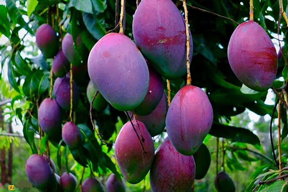 انبه سیاه؛ میوه‌ای کمیاب با خواص شگفت‌انگیز برای کاهش وزن، تقویت قلب و کنترل قند خون و که پرورش آن در ایران سود بالایی دارد