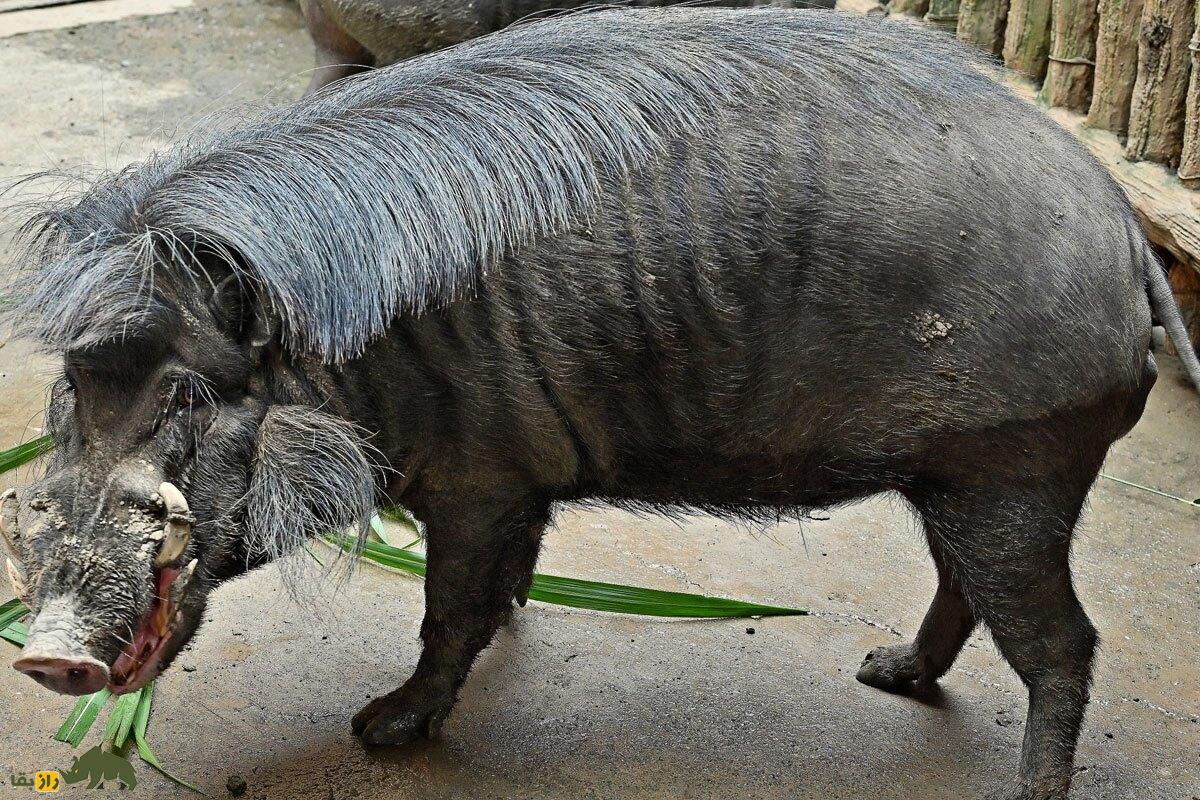 گراز زگیل‌دار فیلیپینی؛ خوک وحشی با صورت پر از زگیل که مثل شیر یال دارد و در زمان جفت‌گیری صورتش شبیه زره می‌شود
