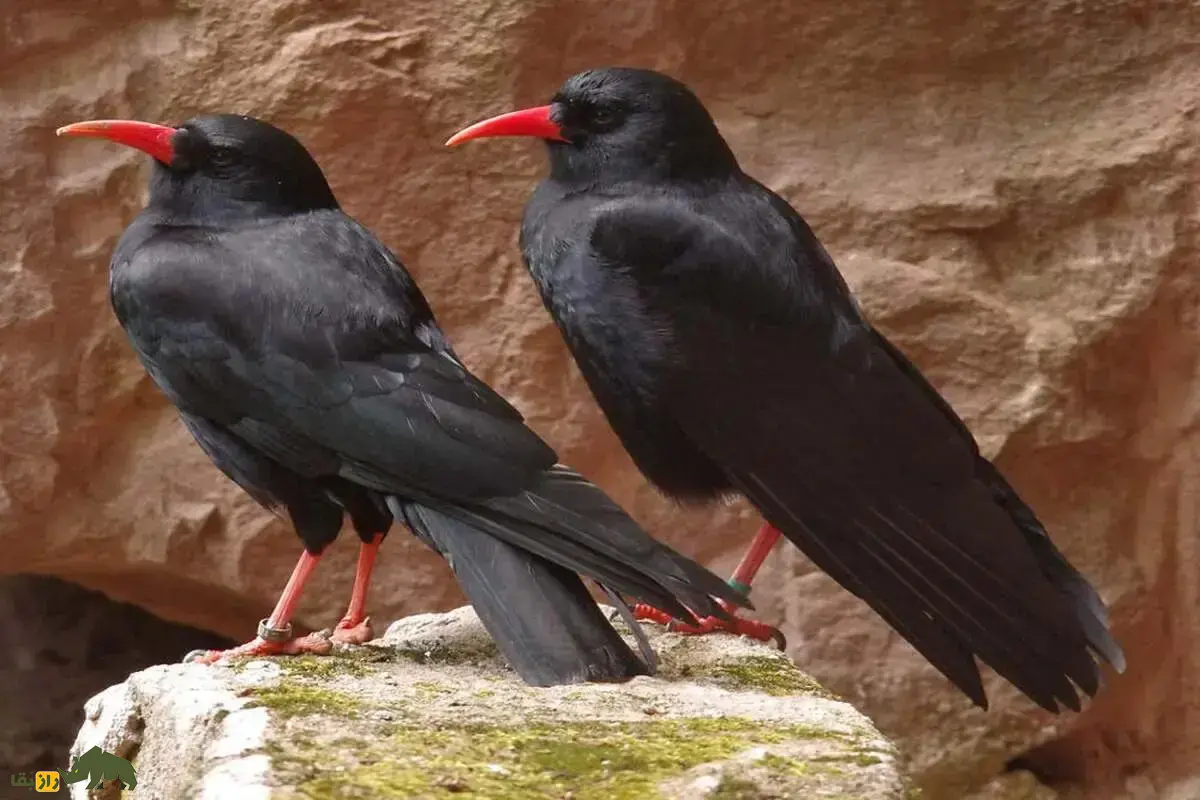 کلاغ نوک سرخ؛ پرنده‌ای کمیاب با منقار آتشین معروف به «آکروبات‌باز سیاه‌پوش» که آوازی ترسناک شبیه شلیک گلوله و دزدگیر ماشین دارد