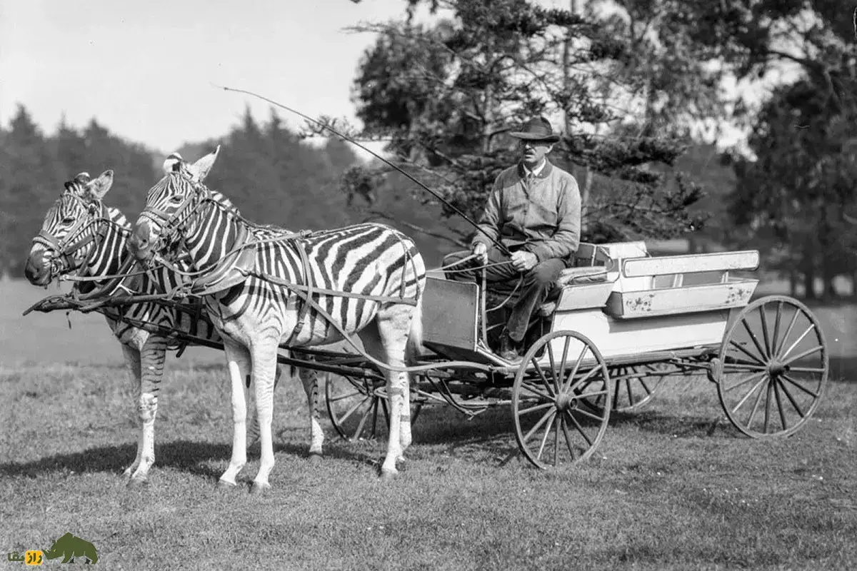 گورخر‌های کالسکه‌چی؛ گورخر‌هایی که در قدیم برای ثروتمندان به جای اسب درشکه می‌راندند، اما هرگز اهلی نشدند