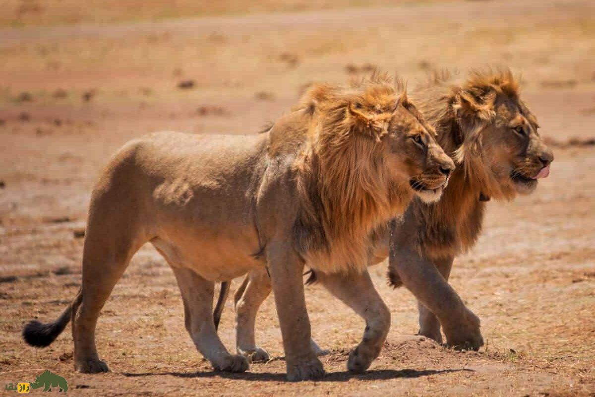 فیلمی بسیار نادر از تلاش گروهی «شیر» و «پلنگ» دو پادشاه حیات‌وحش برای شکار ایمپالا