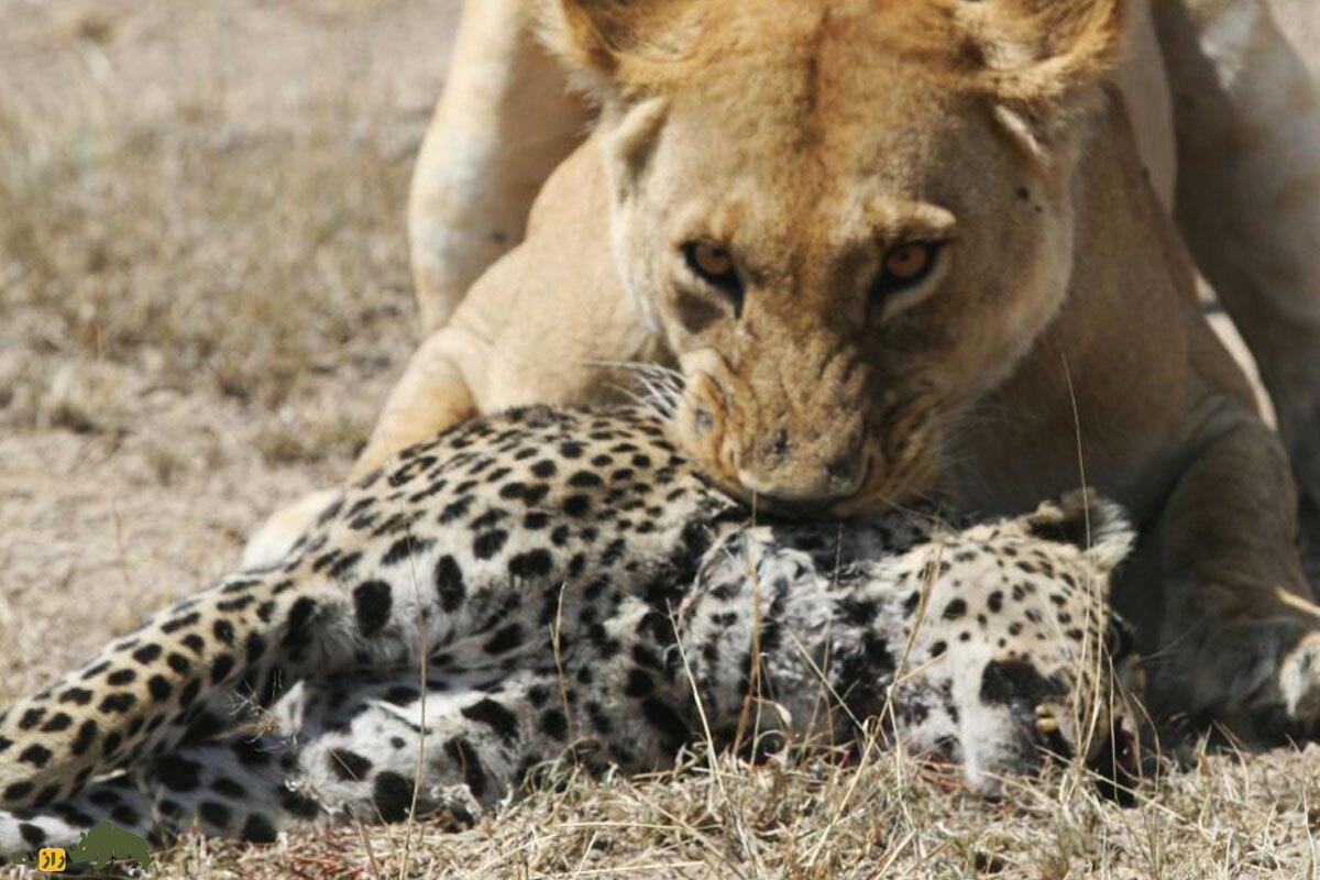 تصاویری که برای اولین بار در تاریخ ثبت شد و قانون طبیعت را زیر پا گذاشت؛ شیر ماده یک بچه پلنگ یتیم را به فرزندی قبول کرد!