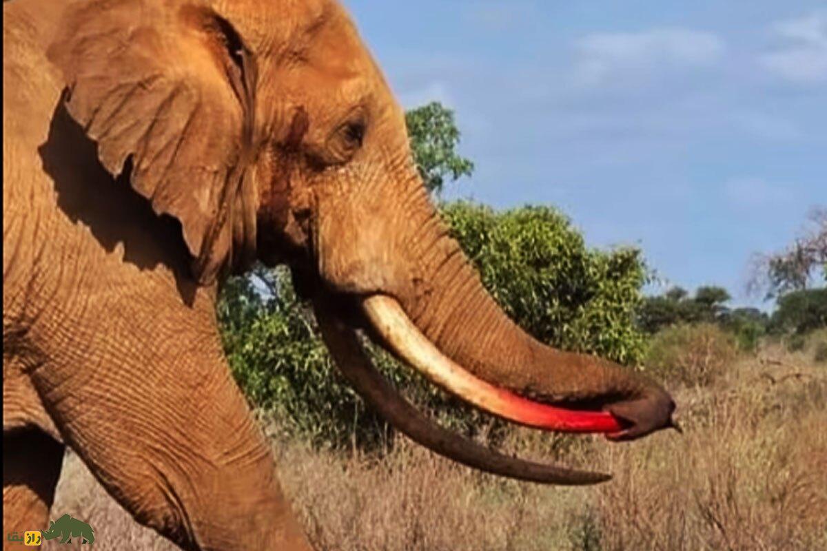 فیلم عجیبی از یک فیل بزرگ نر که خرطوم خودش را با عاجش سوراخ کرد!