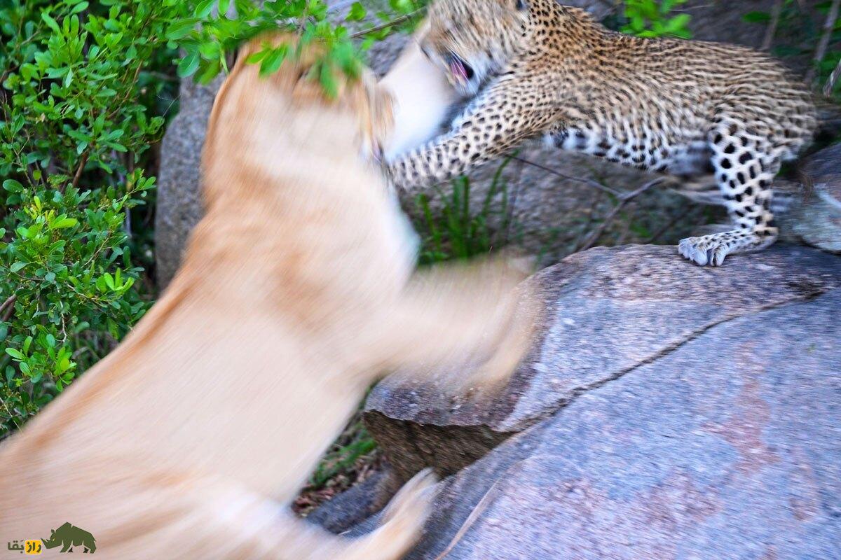 نبرد سهمگین پلنگ مادر با شیر ماده برای حفظ جان فرزندش!