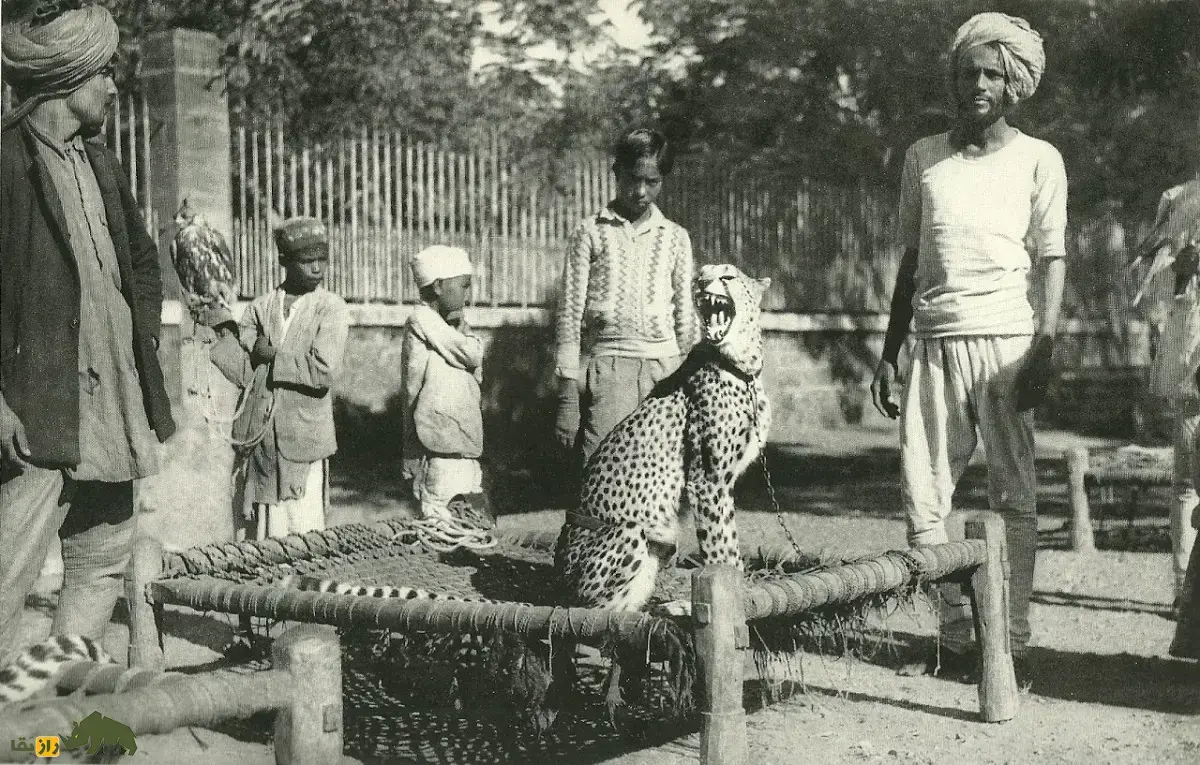 یوزپلنگ‌های شکارچی؛ یوزپلنگ آسیایی که توسط هندی‌ها برای شکار حیوانات آموزش داده می‌شد و در نهایت خودش توسط انگلیسی‌ها منقرض شد
