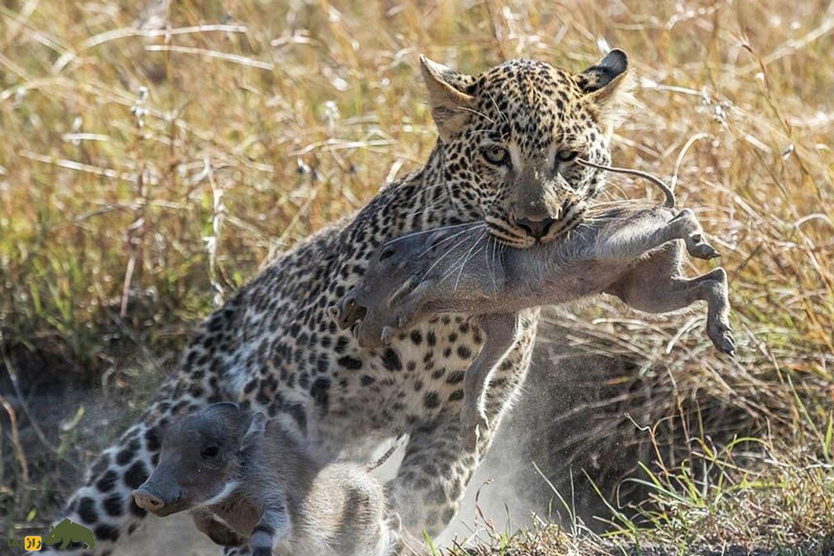 فیلمی دردناک از شکار بچه گراز توسط پلنگ و تقلای بی‌فایده مادر و پدرش برای نجات او