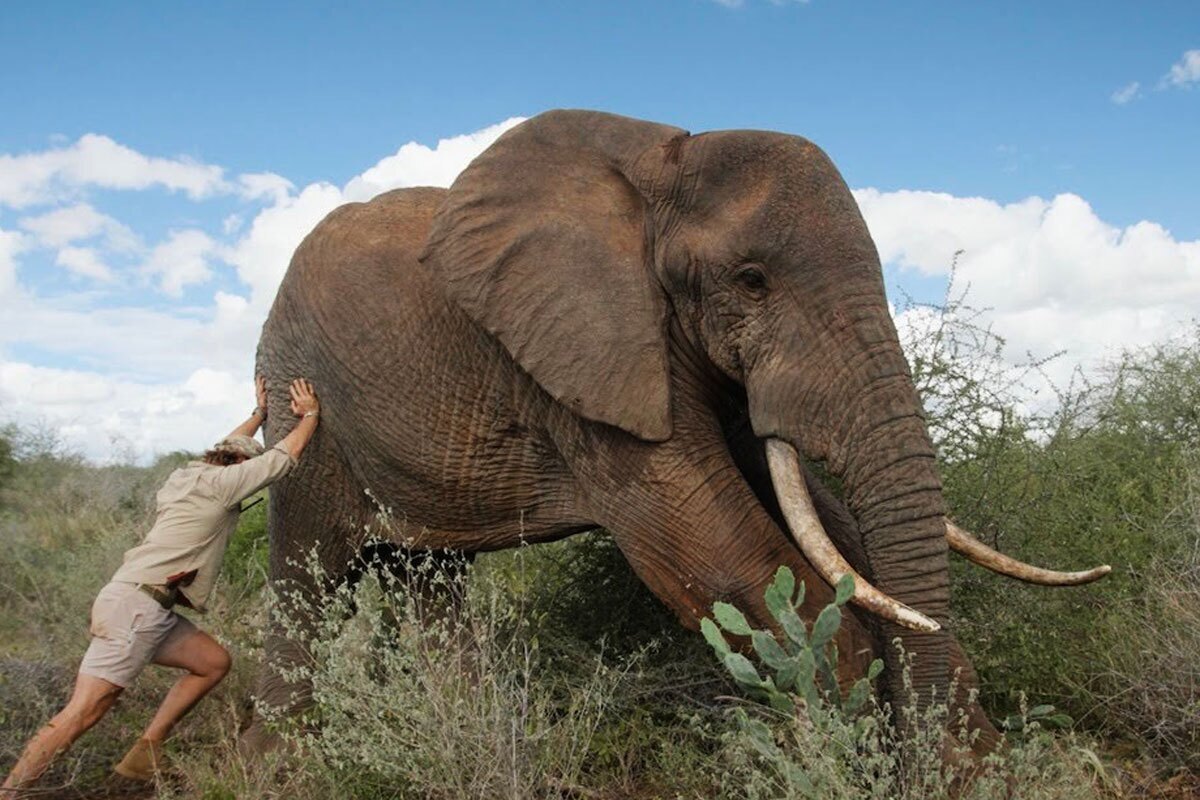 فیلمی دراماتیک از چهار روز تلاش برای نجات جان یک فیل غول‌پیکر از باتلاق