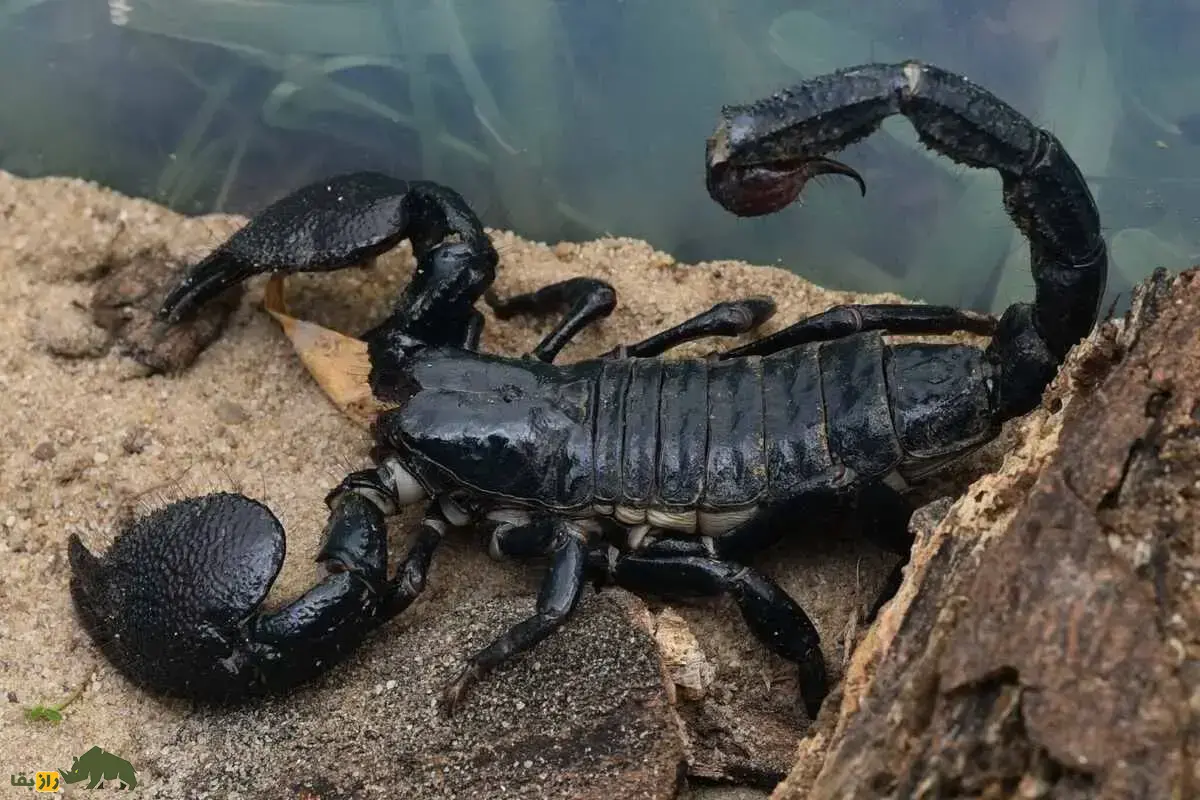 عقرب امپراتور؛ بزرگ‌ترین عقرب جهان ملقب به «غول شب‌های آفریقا» که زیر نور فرابنفش به طرز اسرارآمیزی می‌درخشد