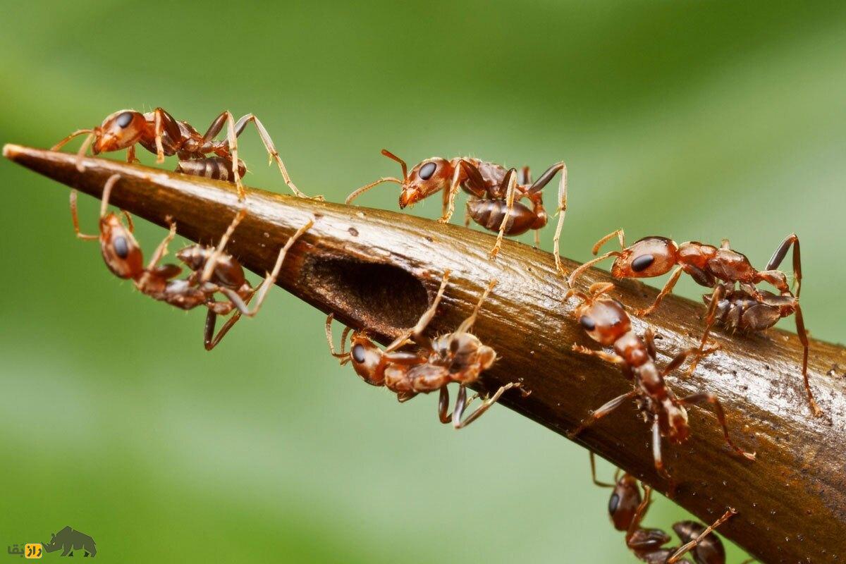 درخت مورچه؛ درخت معروف به «درخت درد» که محل زندگی مورچه‌هاست و در هنگام تهدید درخت توسط دشمن، ارتش مورچه‌ها حمله می‌کنند