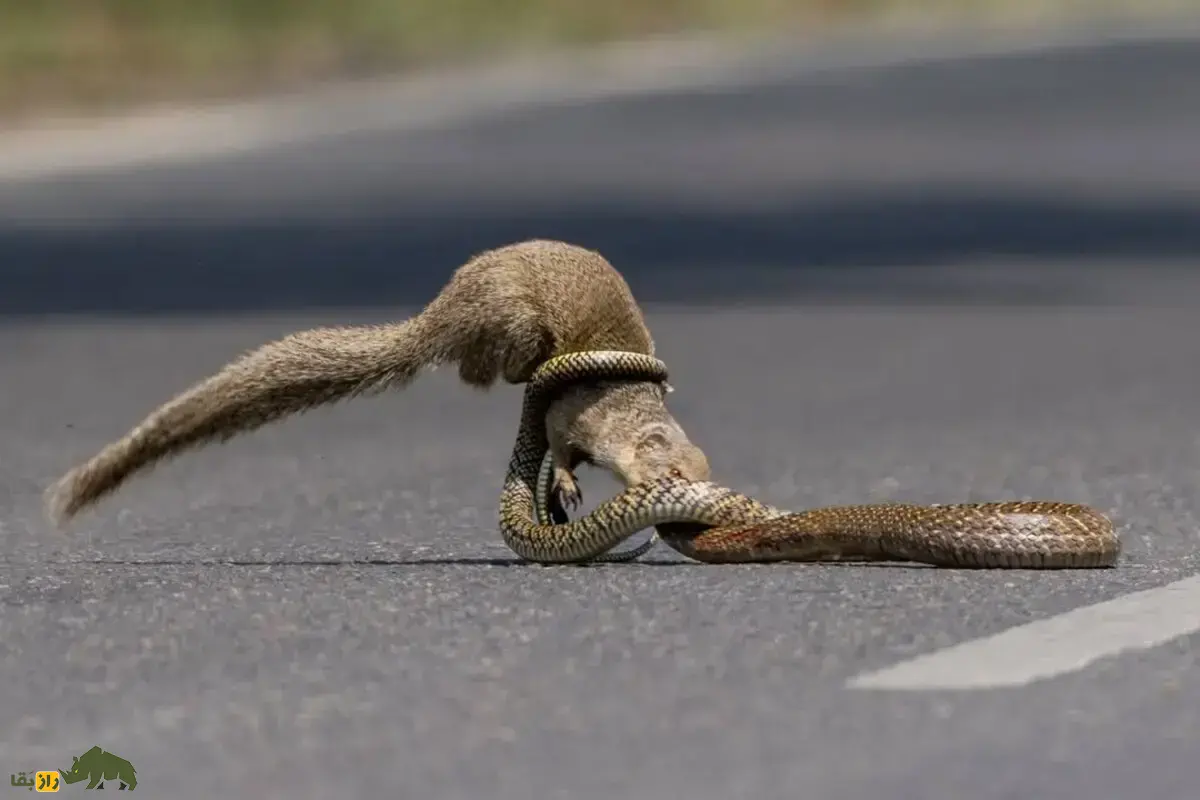 تصاویر | نبرد مرگبار و نفس گیر موش خرما و مار؛ سرعت، چابکی و تاکتیک هر دو حیوان حیرت‌انگیز است