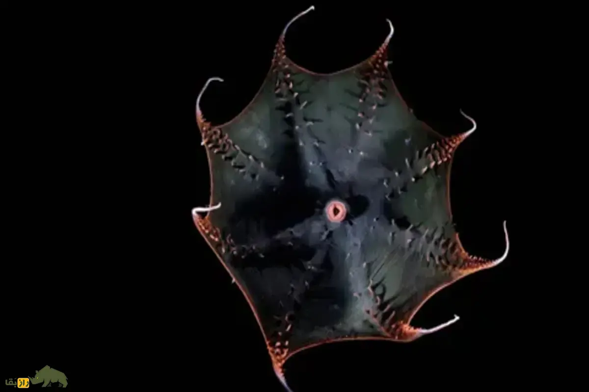 راز ژنوم ماهی مرکب خونآشام؛ فسیل زندهای که حلقه گمشده تکامل اختاپوسها را آشکار کرد راز ژنوم ماهی مرکب خونآشام؛ فسیل زندهای که حلقه گمشده تکامل اختاپوسها را آشکار کرد