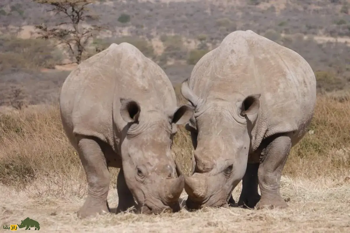 جفت‌گیری حیوانات با خواهر و برادر؛ دلایل، پیامد‌های ژنتیکی خطرناک و تاثیر آن بر سلامت نسل‌های آینده